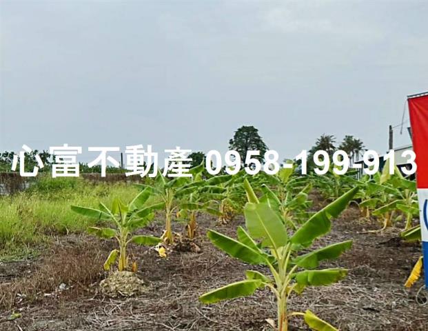 阿蓮農地-0